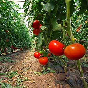 FLORAHUMUS kwasy humusowe skuteczność Pomidory