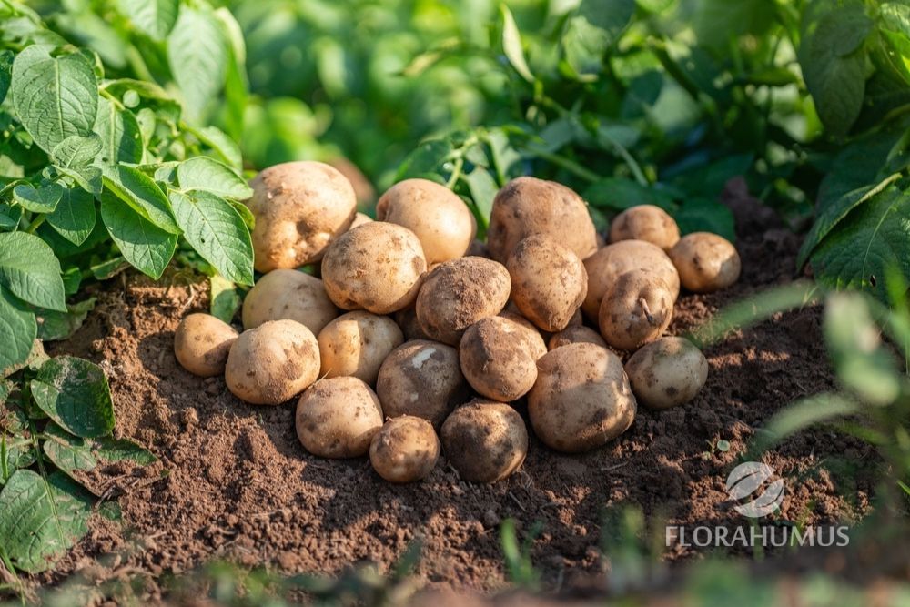 kwasy humusowe w uprawie ziemniaków