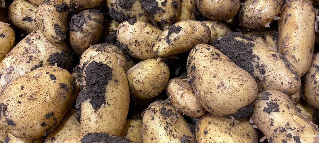 ekologiczna uprawa ziemniaków i kwasy humusowe
