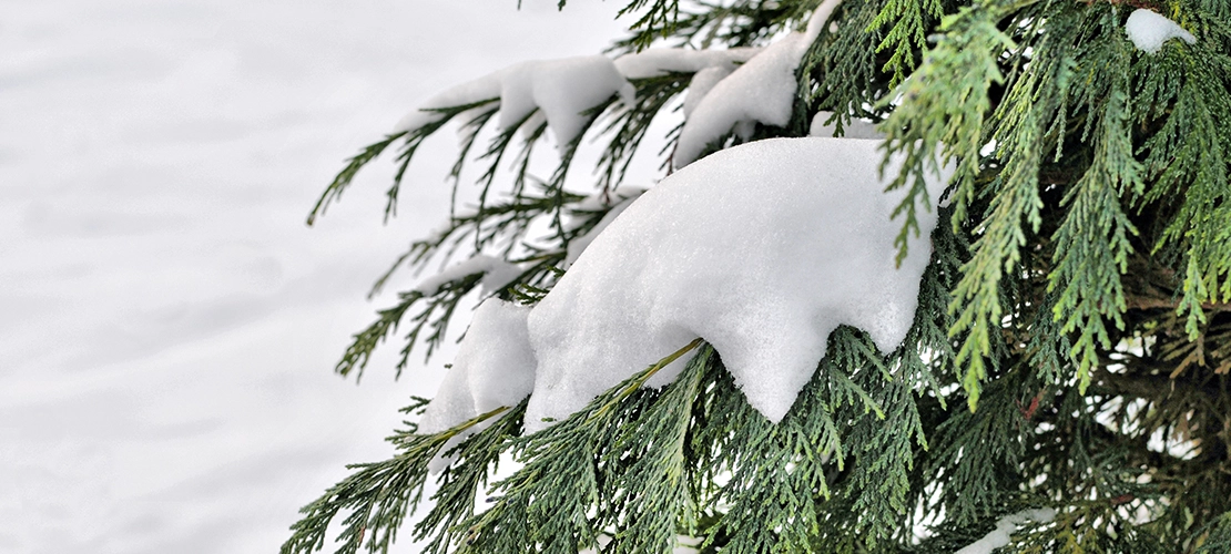 tuja w śniegu - roślina zimozielona