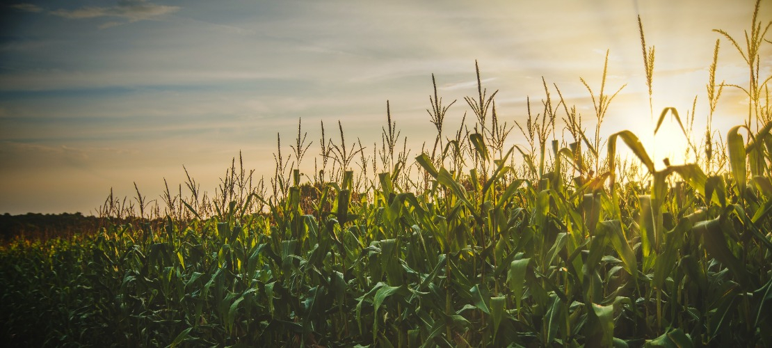 Pole kukurydzy skąpane w słońcu, ekologia i kwasy humusowe.