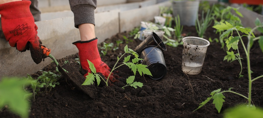 Dłonie w rękawiczkach pracujące w ogrodzie warzywnym