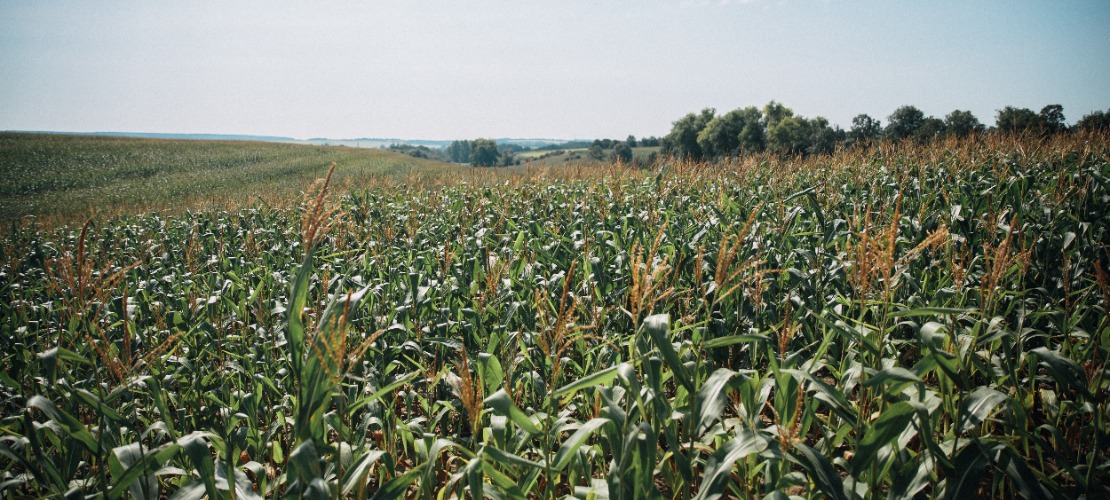 Pole kukurydzy przedstawiające niedobory składników pokarmowych
