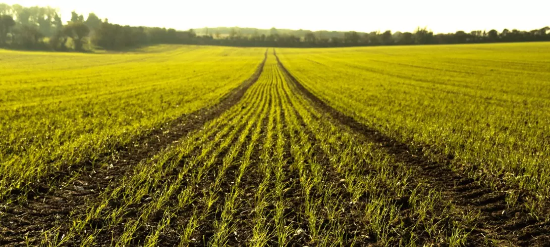 Rolnictwo ekologiczne, pole uprawne na którym wykorzystano kwas humusowy