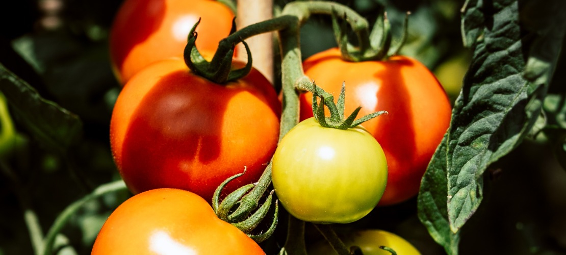 Rośliny pomidorów na których dolistnie zastosowano kwas humusowy