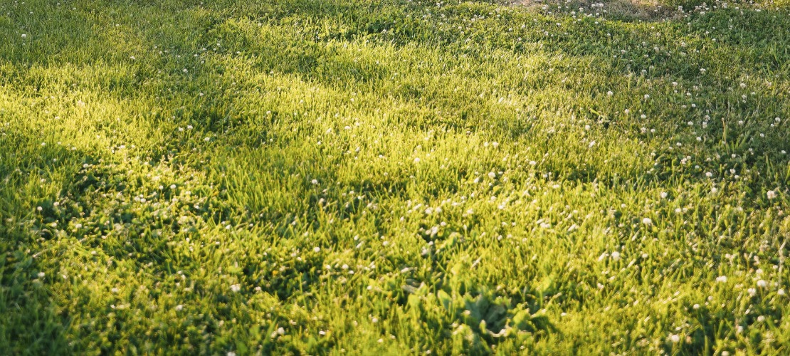 Zielony trawnik w ogrodzie, na którym zastosowano kwas humusowy