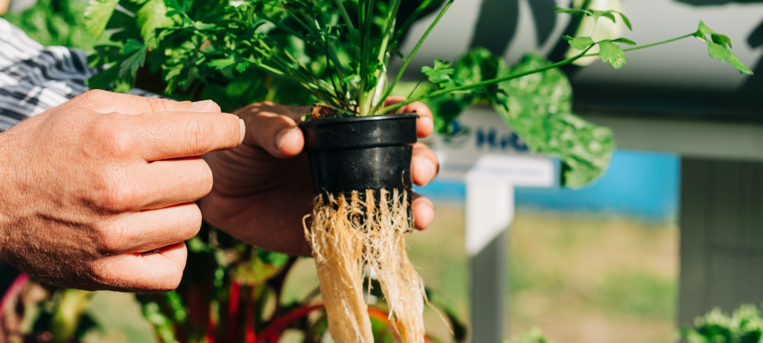 System korzeniowy rośliny uprawianej w hydroponice