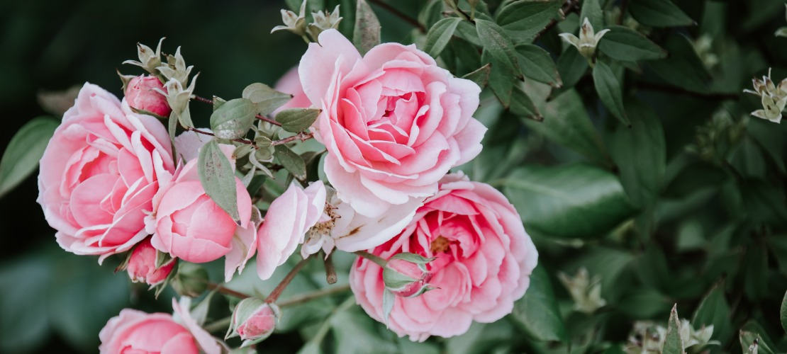 Róże w ogrodzie podlewanym kwasem humusowym