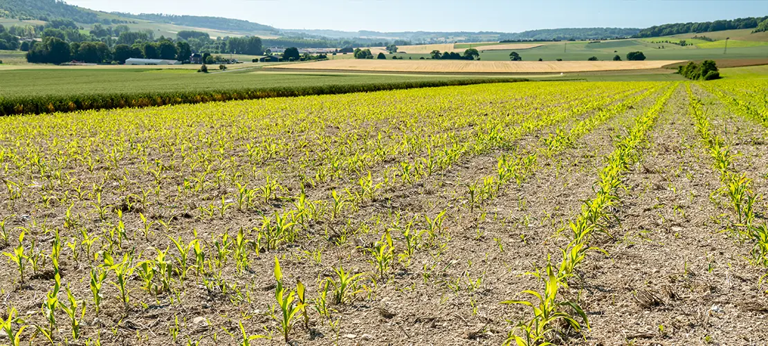 Pole kukurydzy dotknięte suszą rolniczą 2023