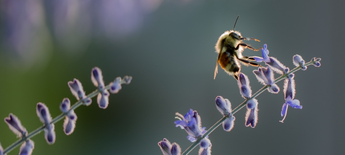 Pszczoła na roślinie w ogrodzie