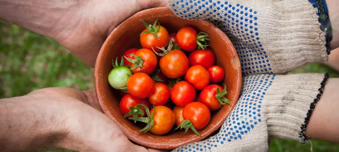 Dwie pary dłoni trzymające wspólnie miseczkę z pomidorami z własnego ogrodu