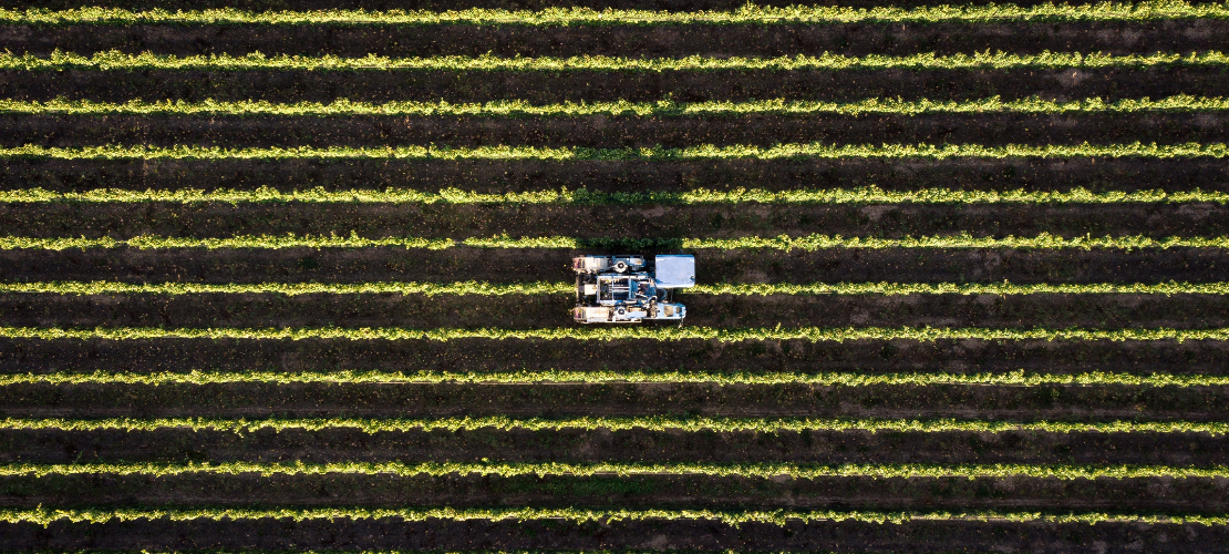 Pole uprawne w rolnictwie węglowym, zdjęcie z drona