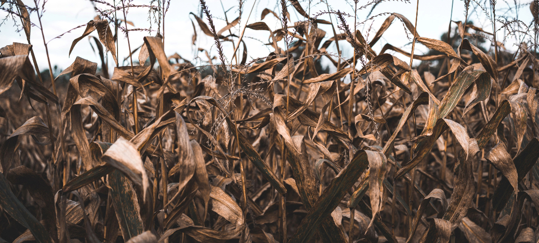 Pole kukurydzy dotknięte klęską suszy