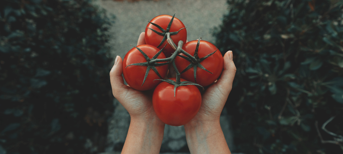 Dłonie trzymające pomidory