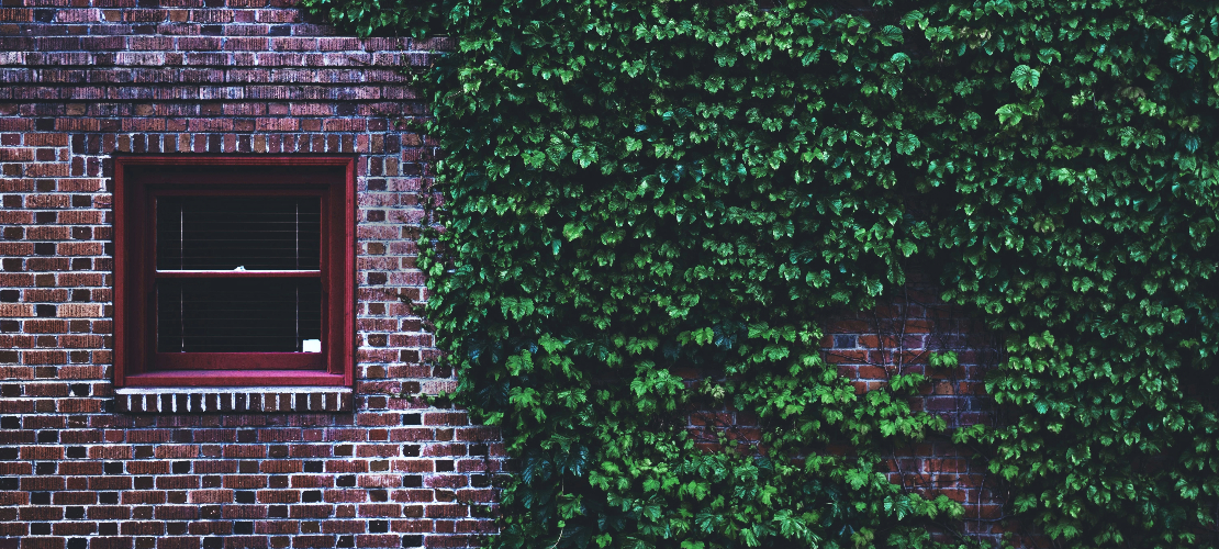 Bluszcz porastający mur w ogrodzie