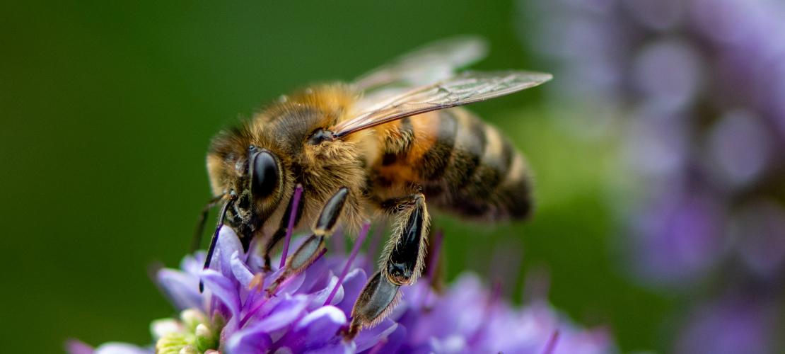 Pszczoła na kwiatku w ogrodzie