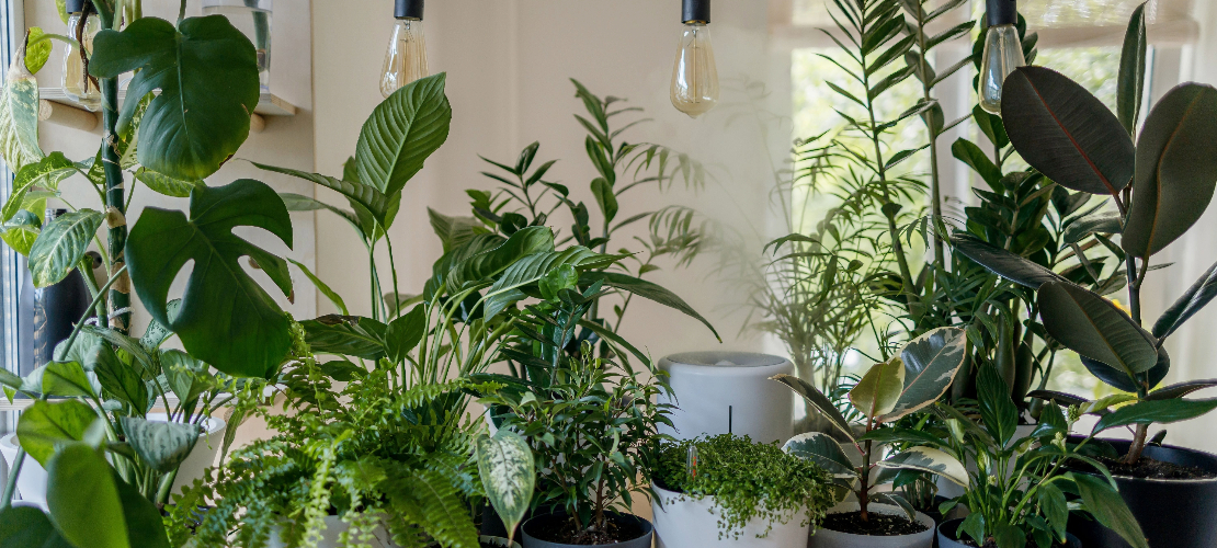 Oświetlone rośliny doniczkowe w mieszkaniu