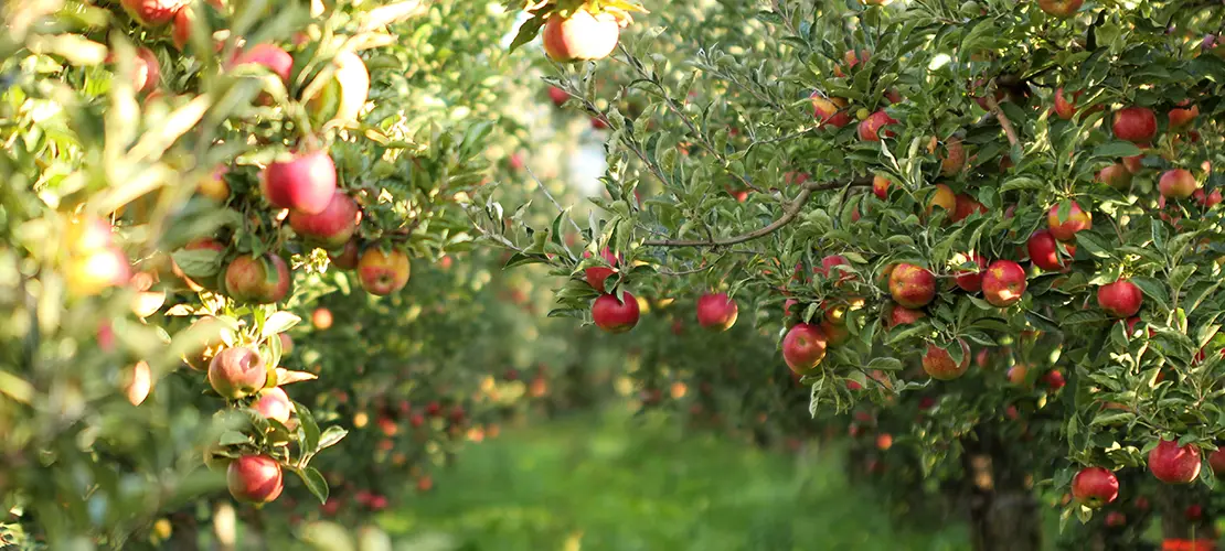 Sad jabłoniowy w Polsce 2023