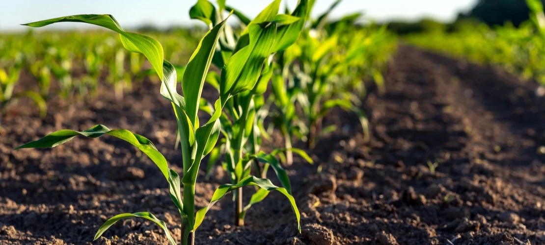 mikroelementy w uprawie kukurydzy