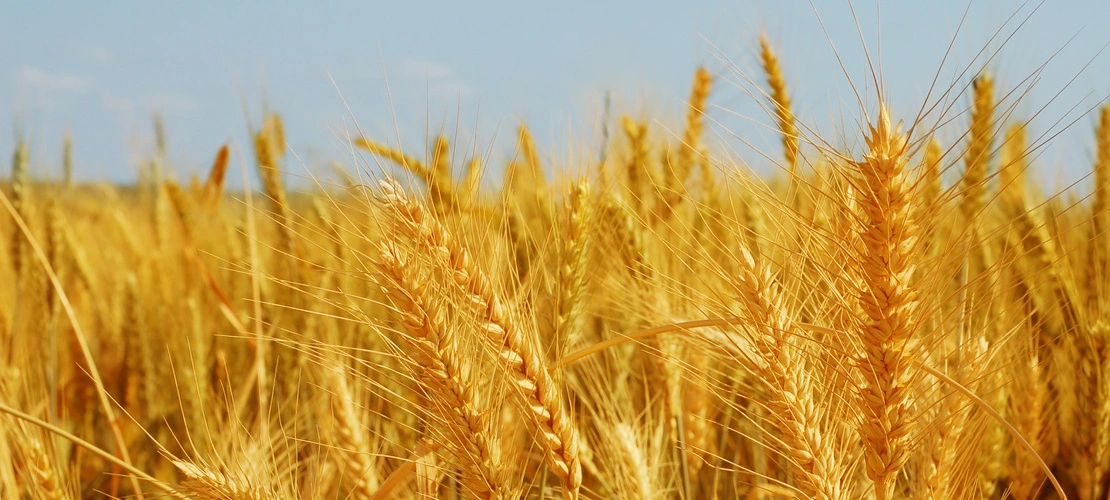 Sektor zbóż, pszenica i kwasy humusowe